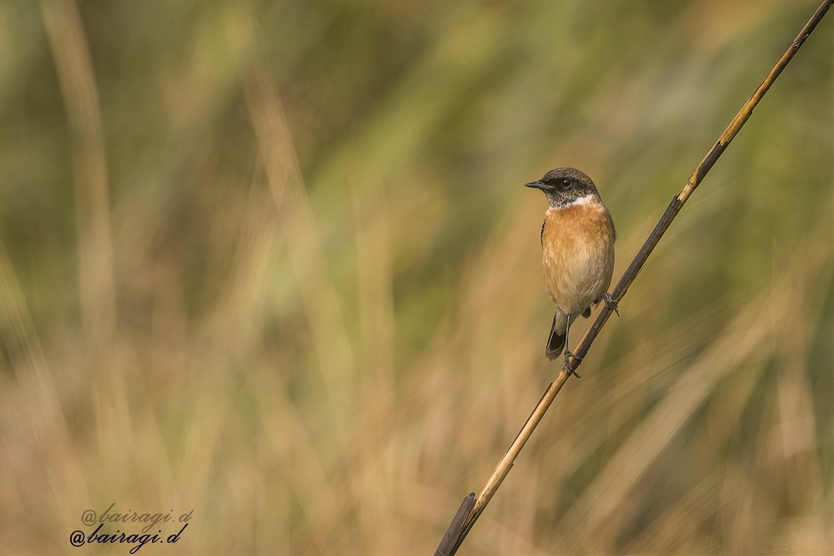 Purple Sunbird - ML647176038