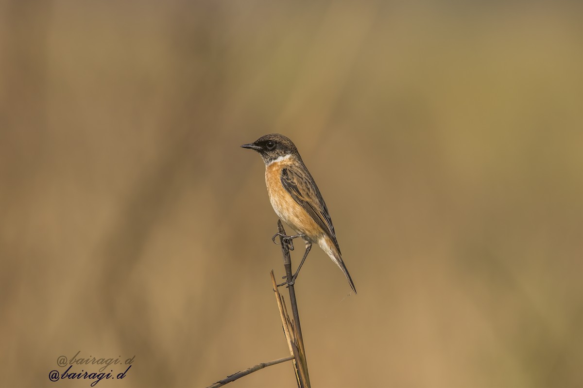 Purple Sunbird - ML647176039