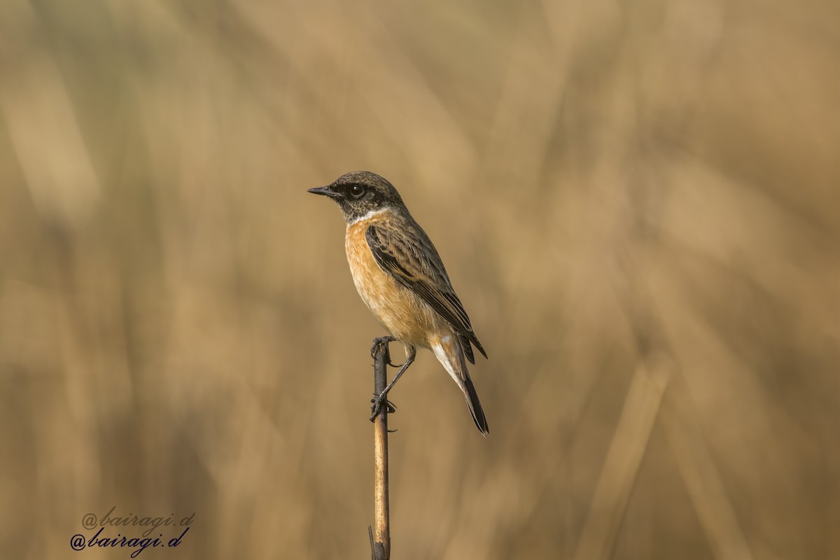 Purple Sunbird - ML647176042