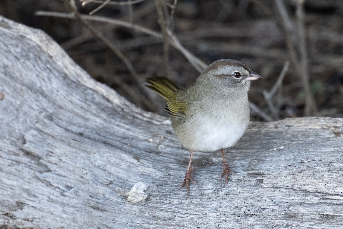 Olive Sparrow - ML647176044