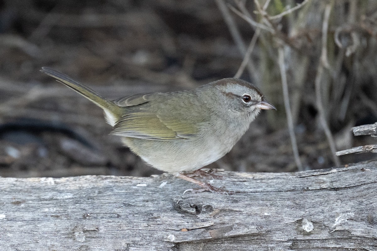 Olive Sparrow - ML647176045