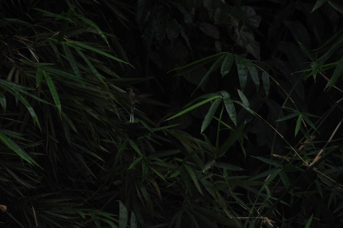 Long-billed Hermit - ML647176046