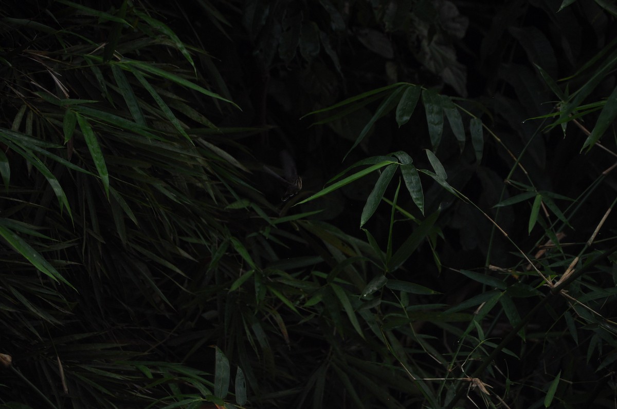 Long-billed Hermit - ML647176047