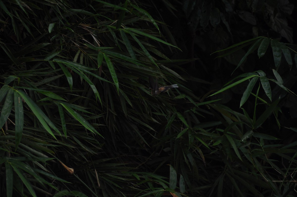 Long-billed Hermit - ML647176048