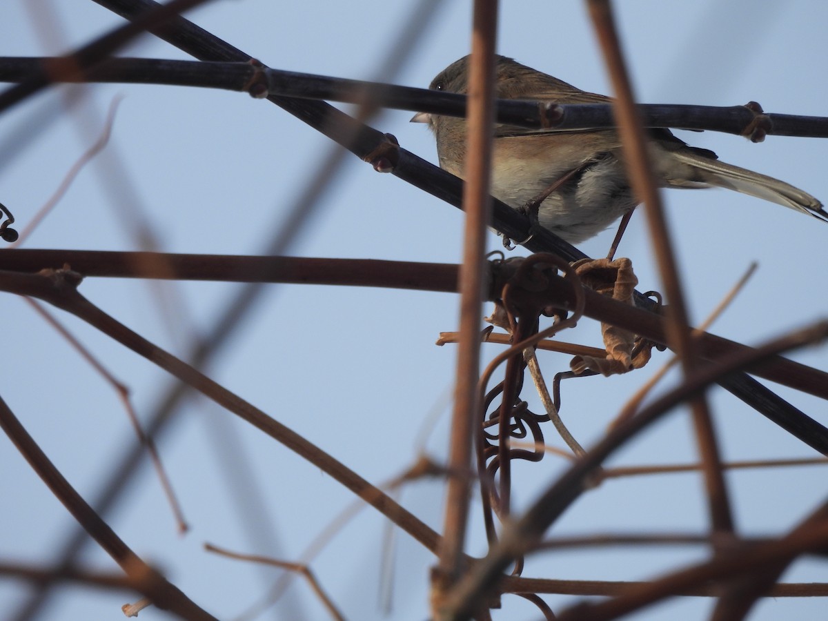 Юнко сірий - ML647176049