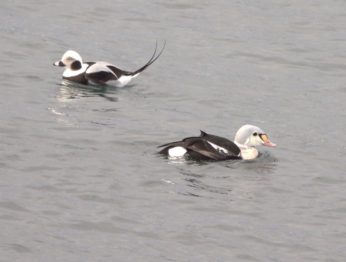 Пухівка горбатодзьоба - ML647176050
