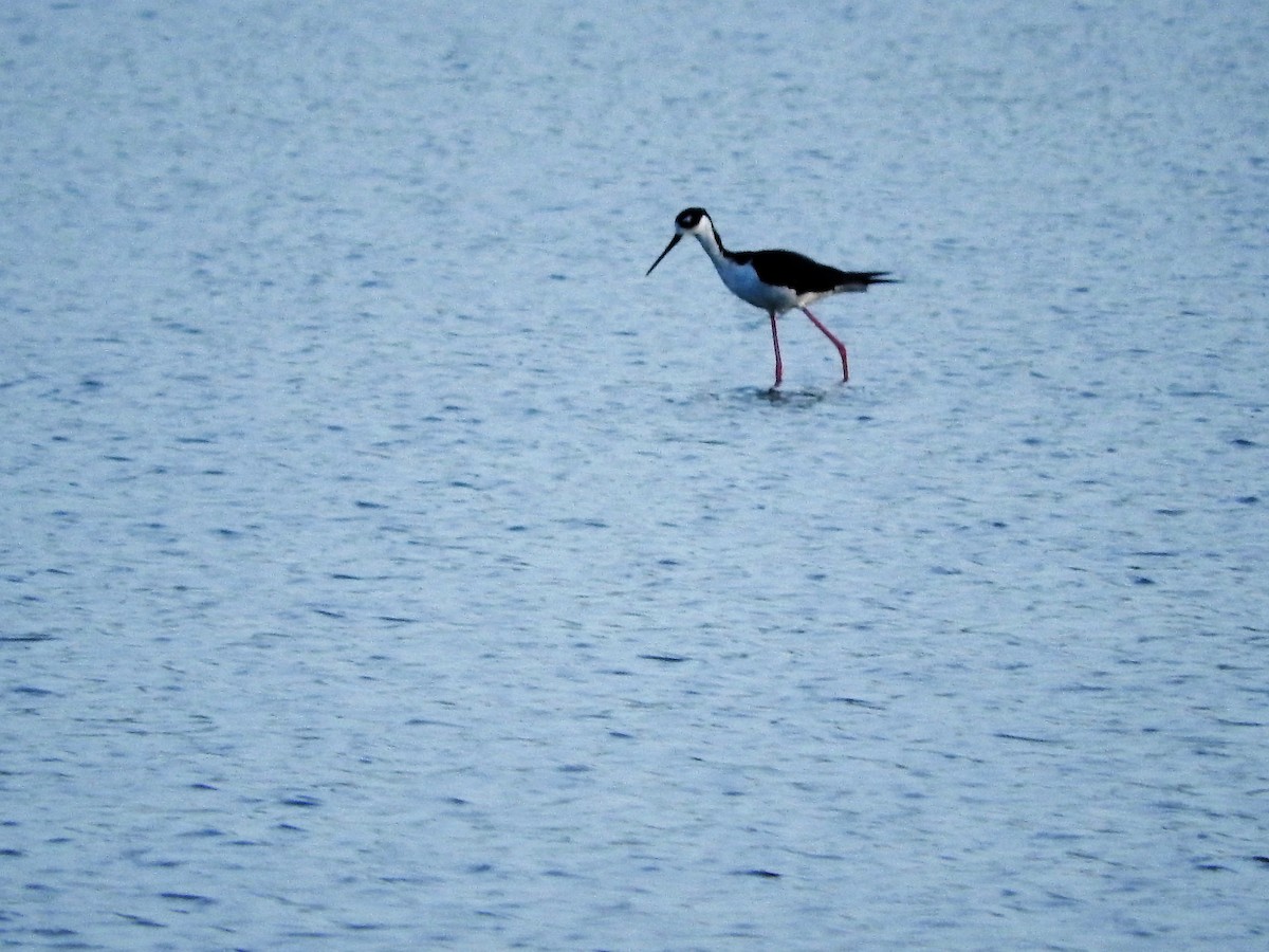 Кулик-довгоніг американський - ML647176051