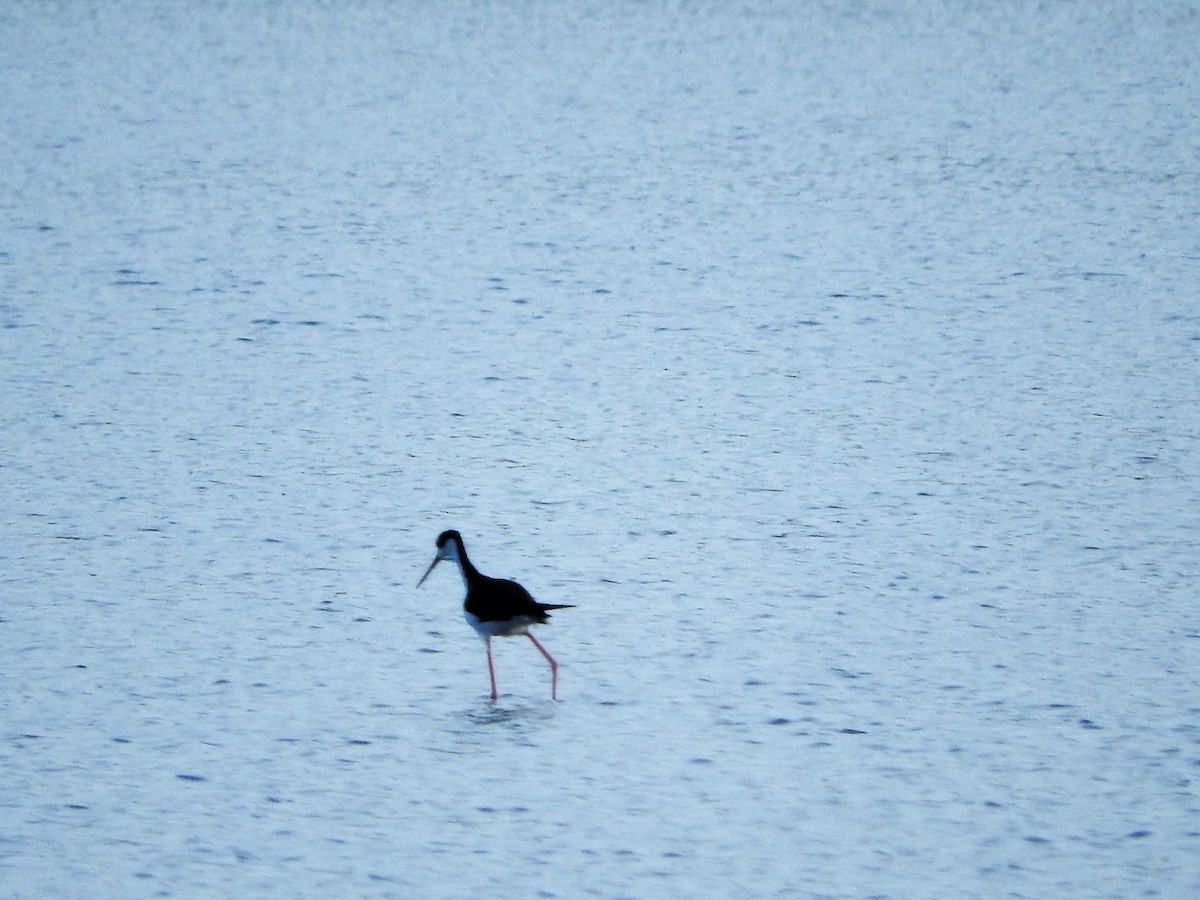 Кулик-довгоніг американський - ML647176052