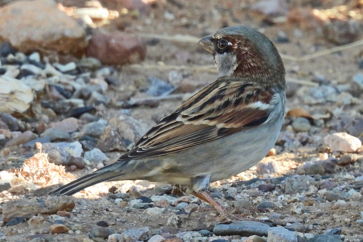 Горобець хатній - ML647176053