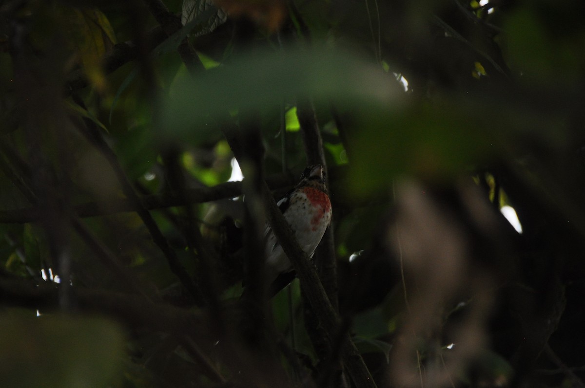 Кардинал-довбоніс червоноволий - ML647176054