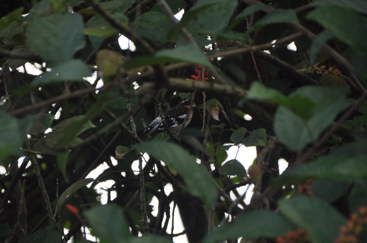 Кардинал-довбоніс червоноволий - ML647176055