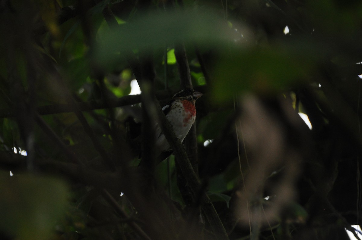 Кардинал-довбоніс червоноволий - ML647176056