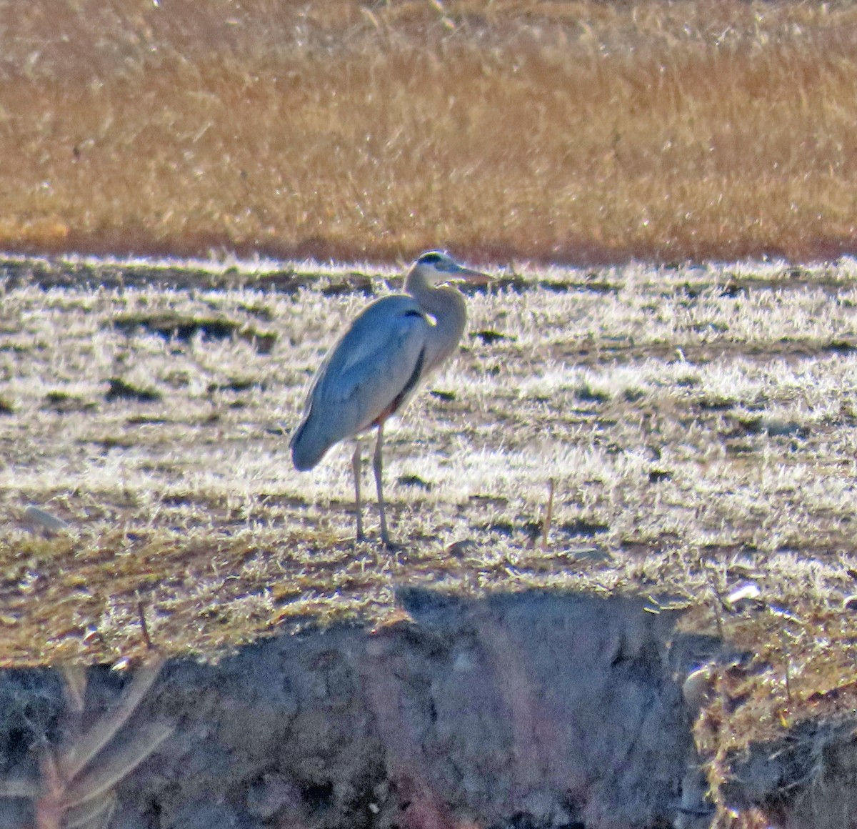 Чапля північна - ML647176057