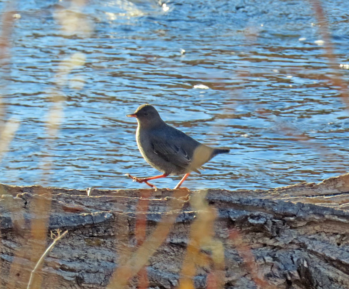 Пронурок сірий - ML647176058