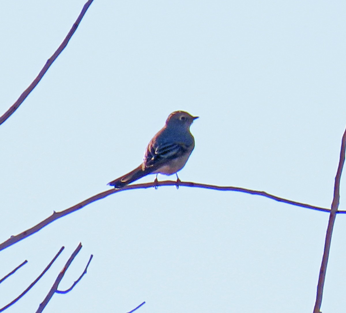 Солітаріо північний - ML647176060