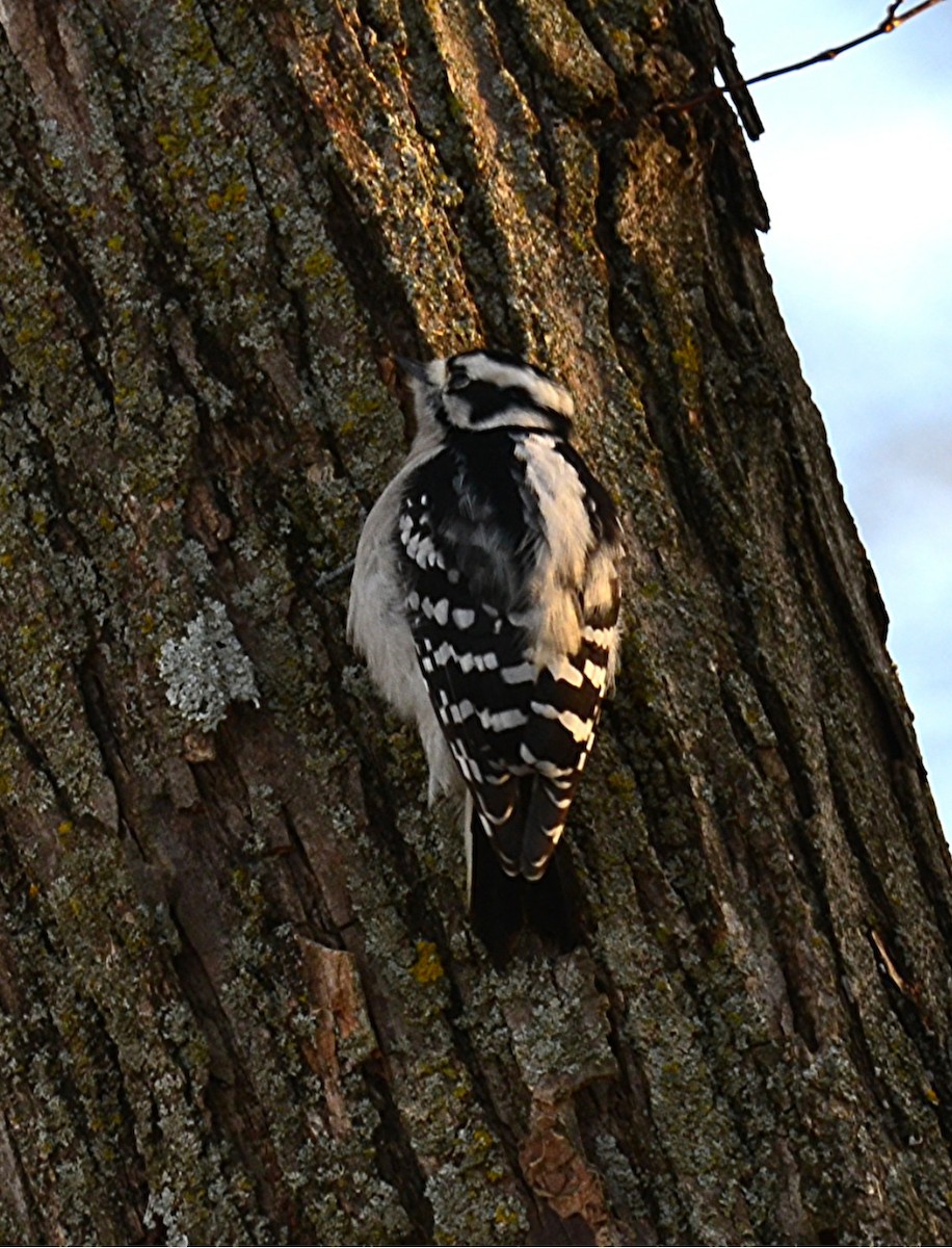 Дятел пухнастий - ML647176061