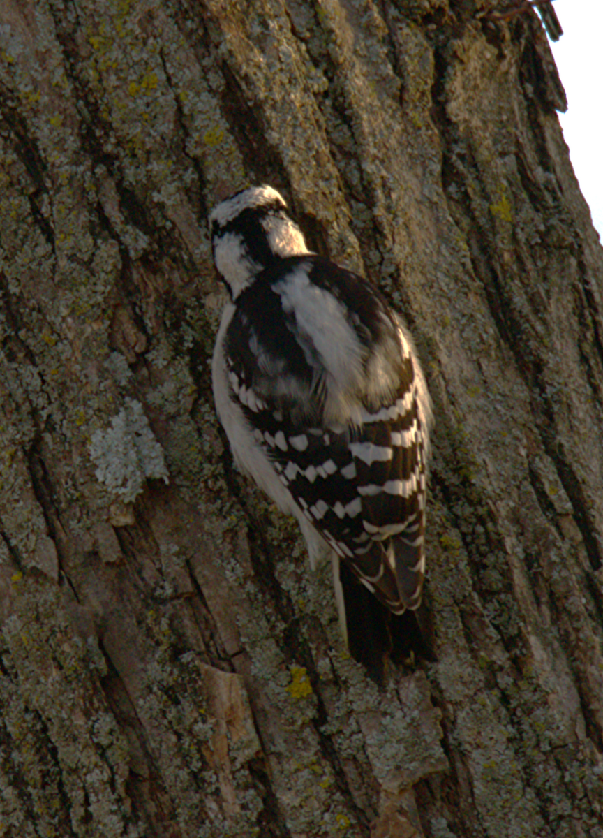 Дятел пухнастий - ML647176062