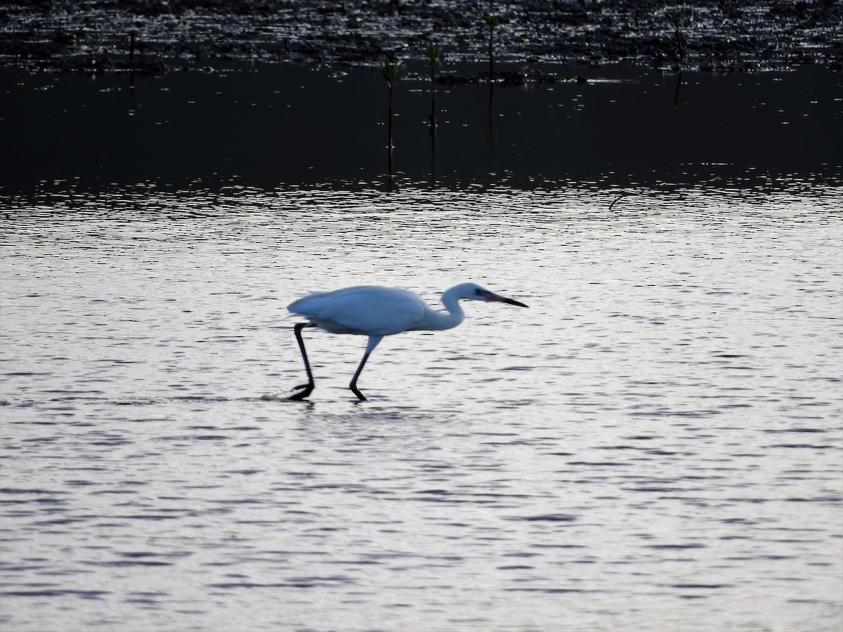 Чепура блакитна - ML647176063