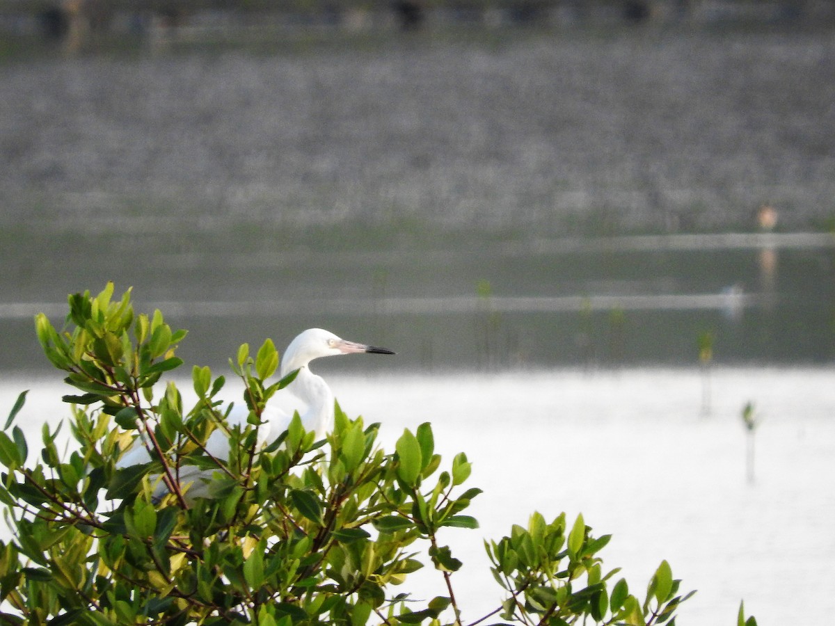 Чепура блакитна - ML647176064