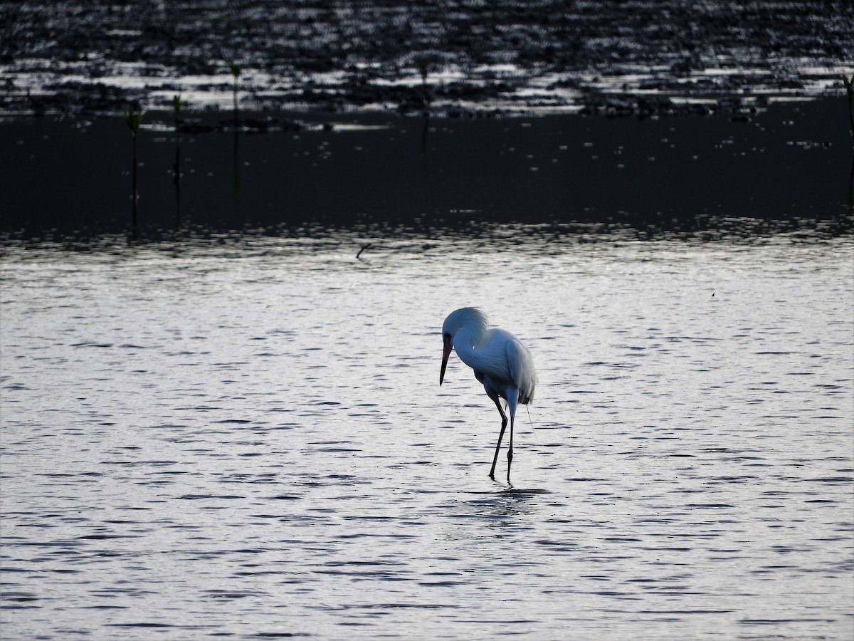 Чепура блакитна - ML647176065