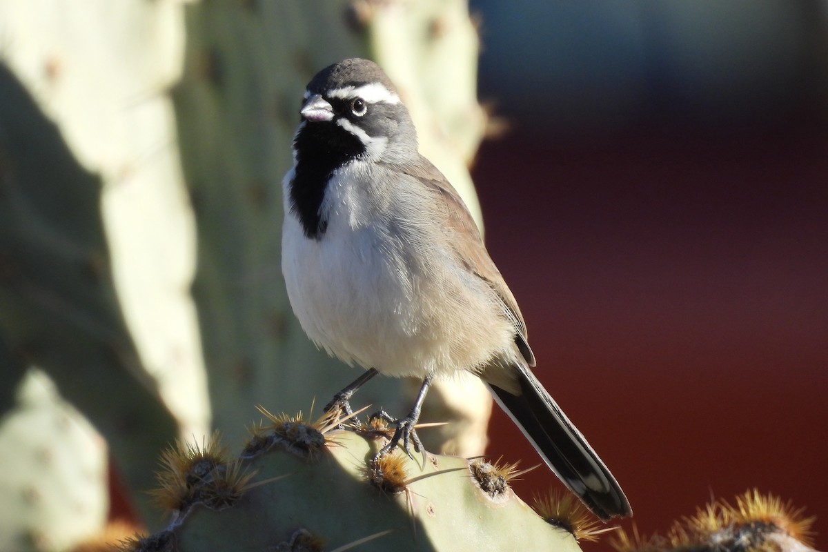 Карнатка чорногорла - ML647176066