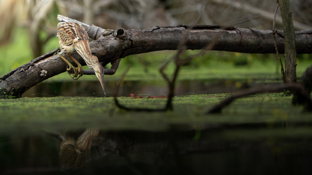 Бугайчик китайський - ML647176067