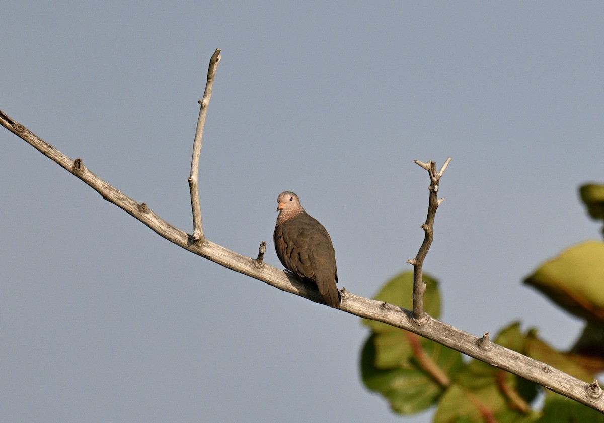 Талпакоті строкатоголовий - ML647176068