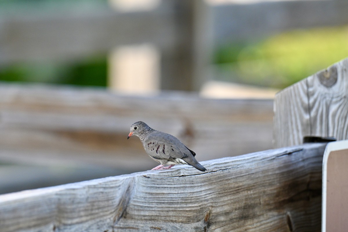 Талпакоті строкатоголовий - ML647176069