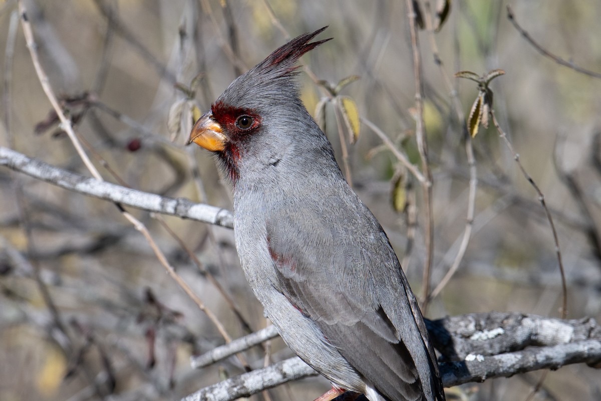 Кардинал червоногорлий - ML647176070