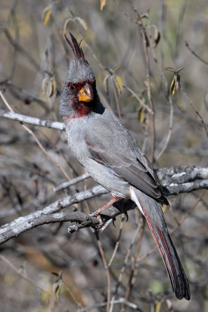 Кардинал червоногорлий - ML647176071