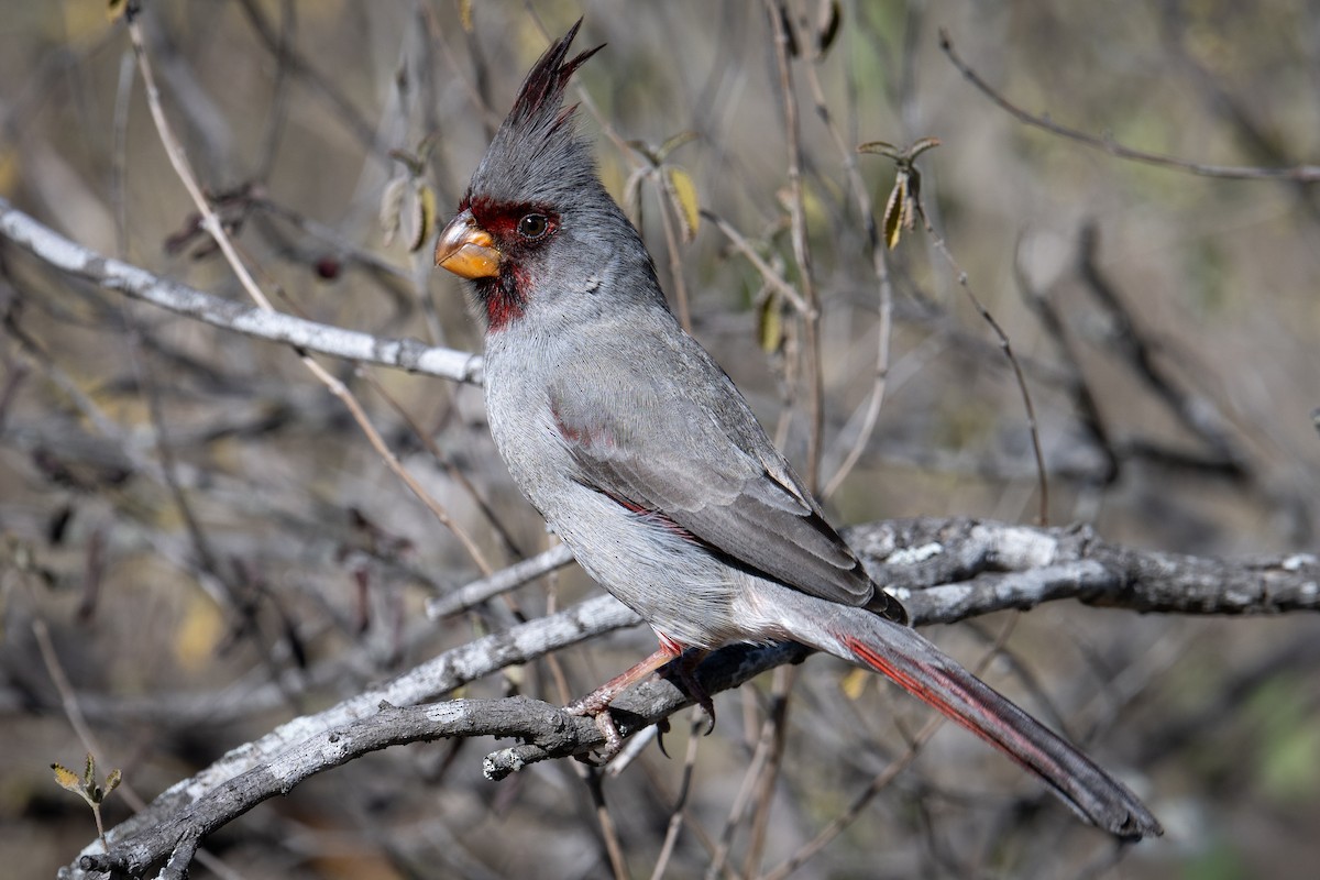 Кардинал червоногорлий - ML647176072