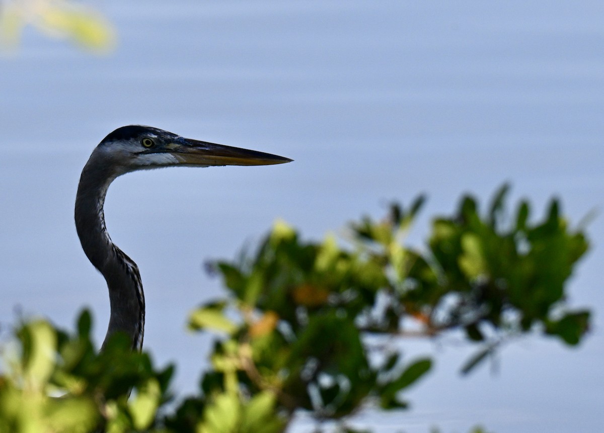 Чапля північна - ML647176075