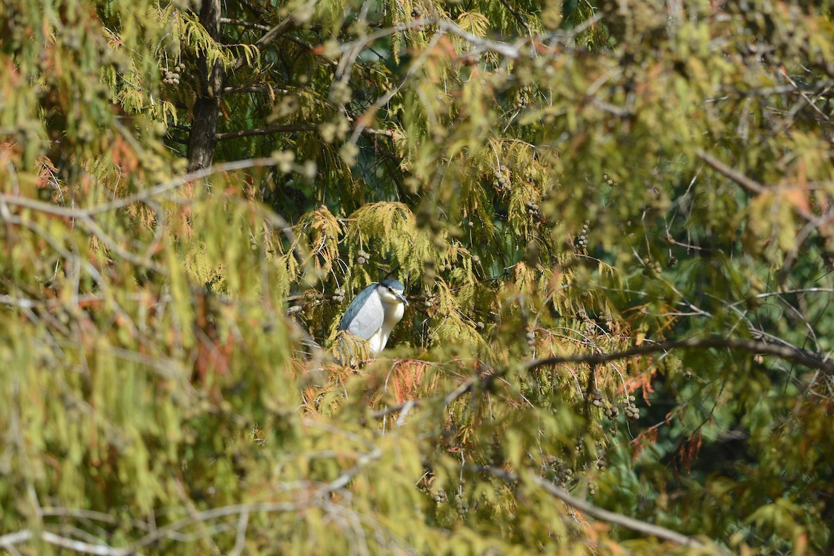 Квак звичайний - ML647176076