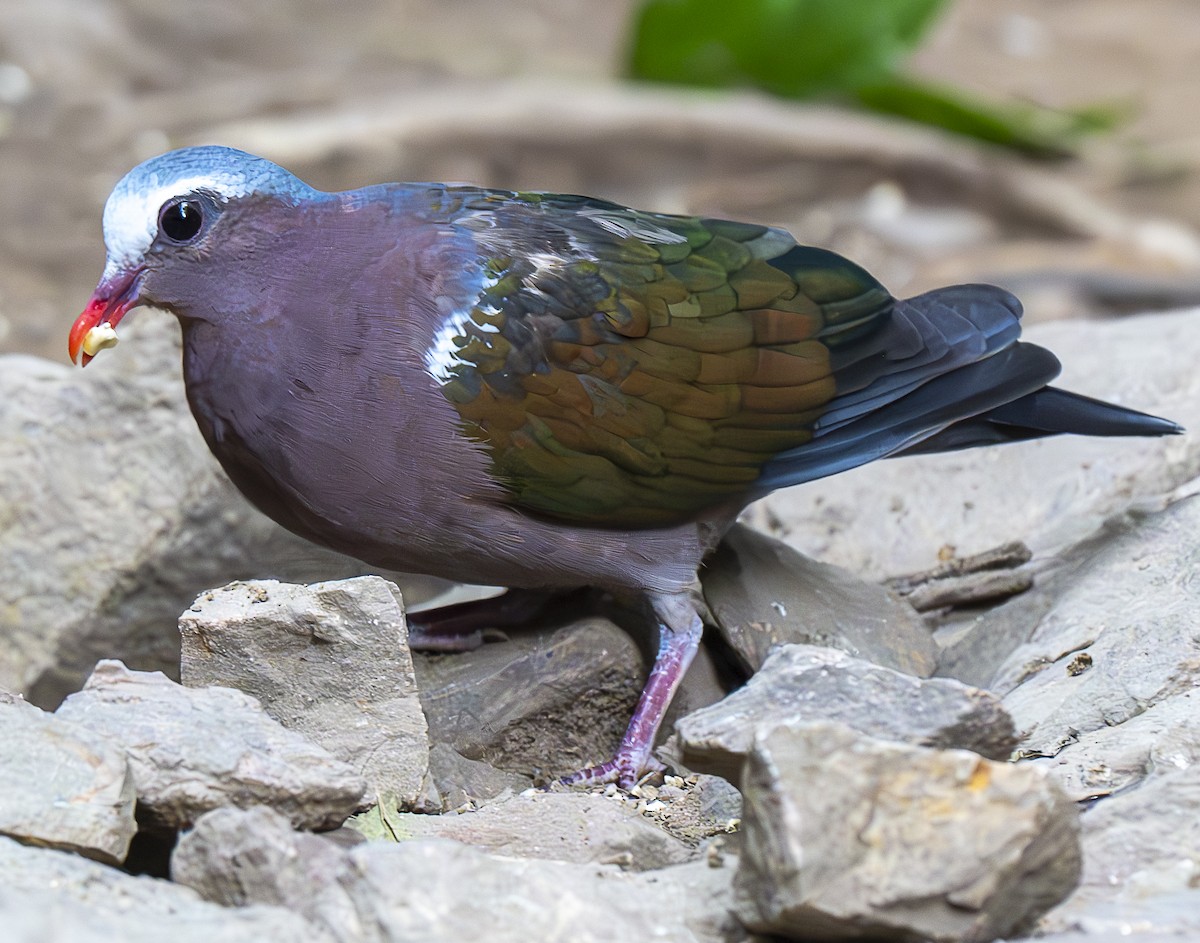 Голуб-зеленокрил індійський - ML647176077