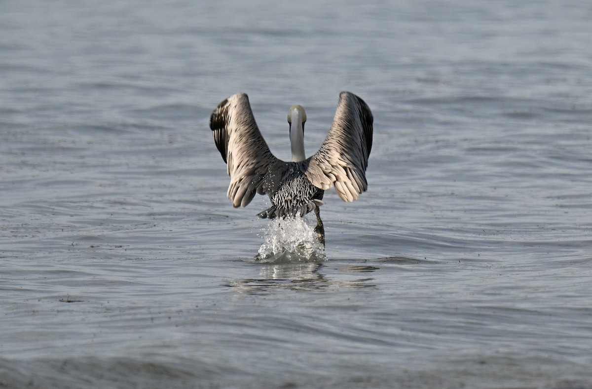 Пелікан бурий - ML647176079