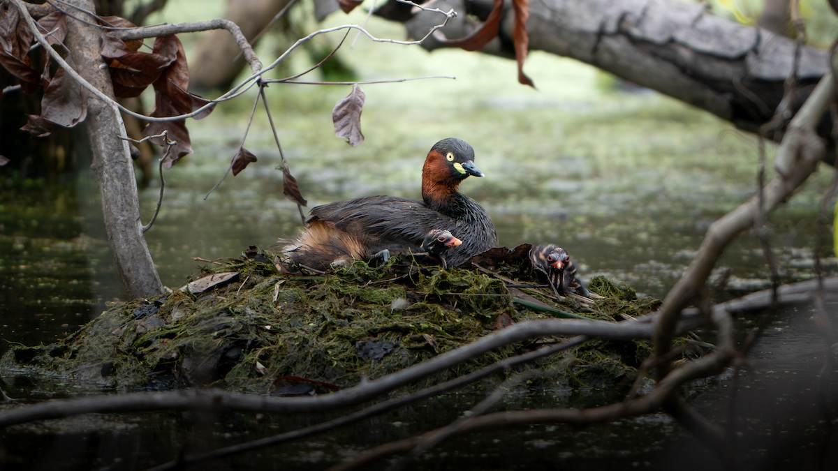 טבלן גמדי - ML647176081