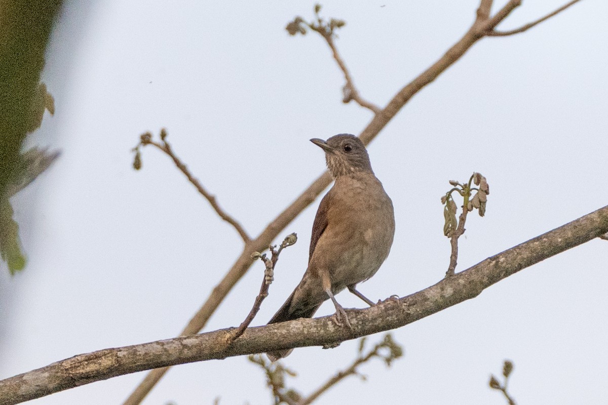 Zorzal Sabiá - ML647176084