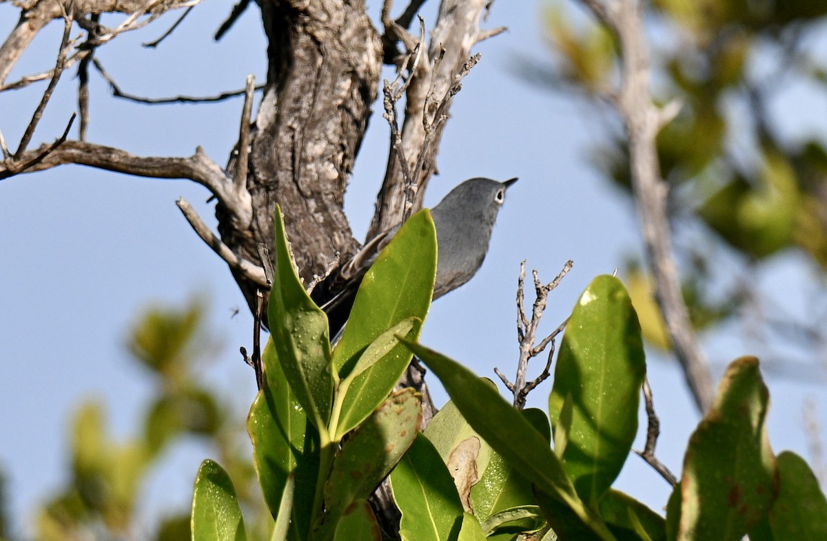 Blue-gray Gnatcatcher - ML647176092