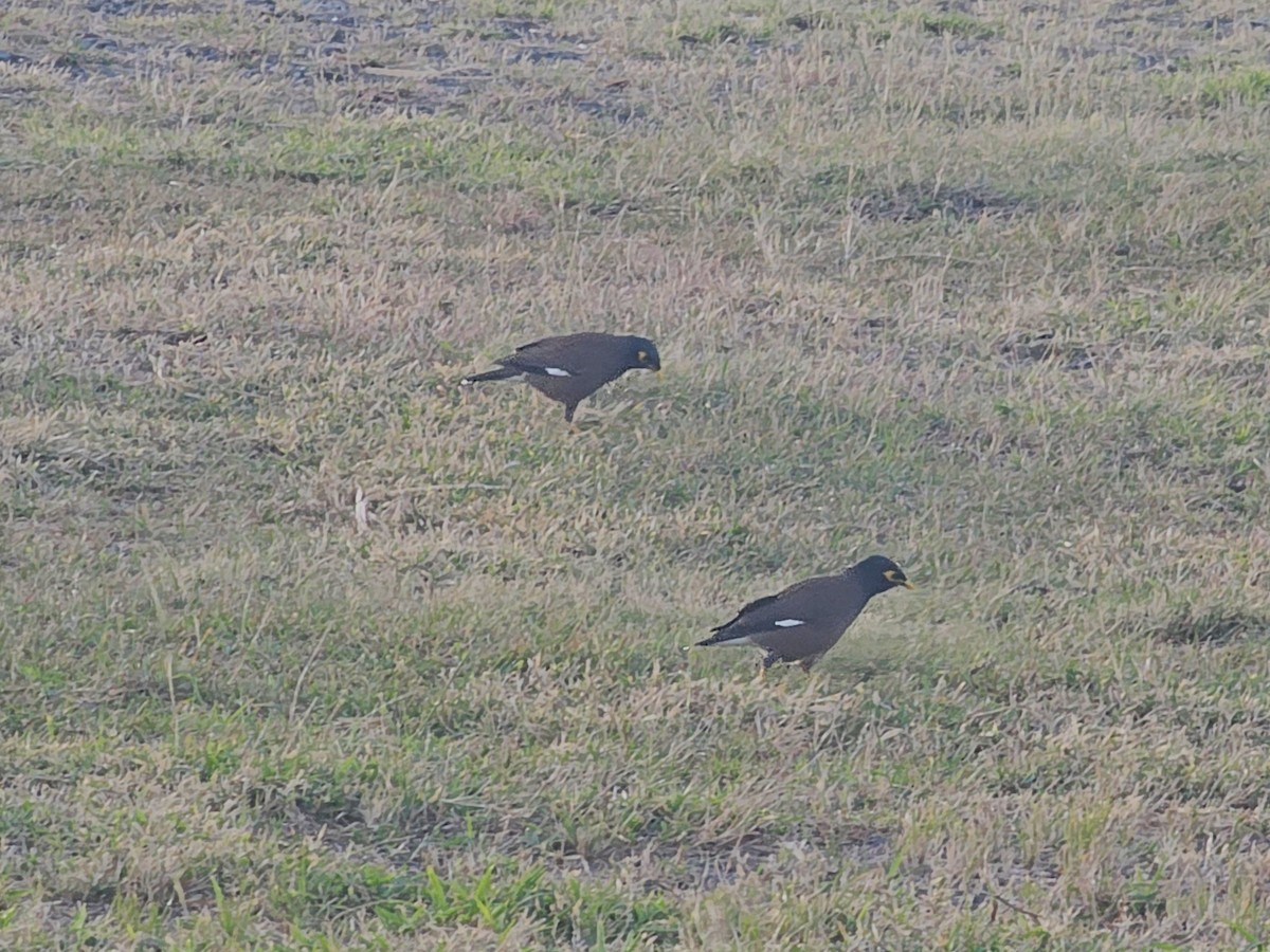 מיינה מצויה - ML647176100