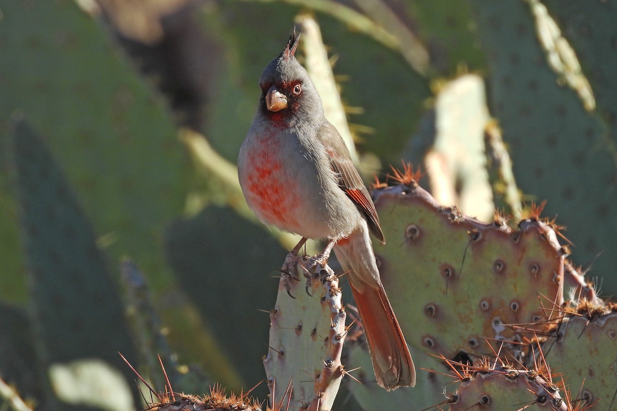 Cardinal pyrrhuloxia - ML647176101
