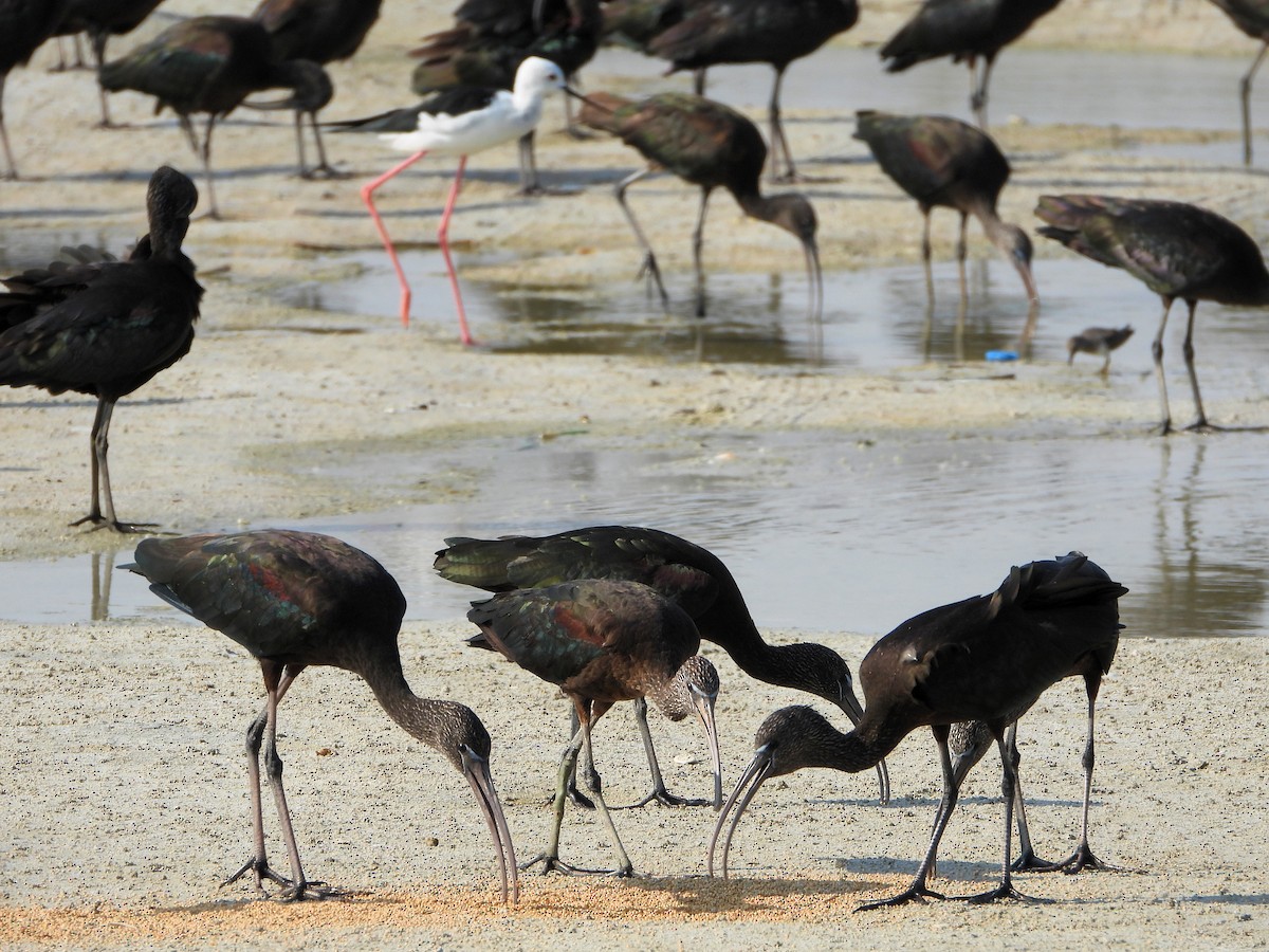 Ibis falcinelle - ML647176107