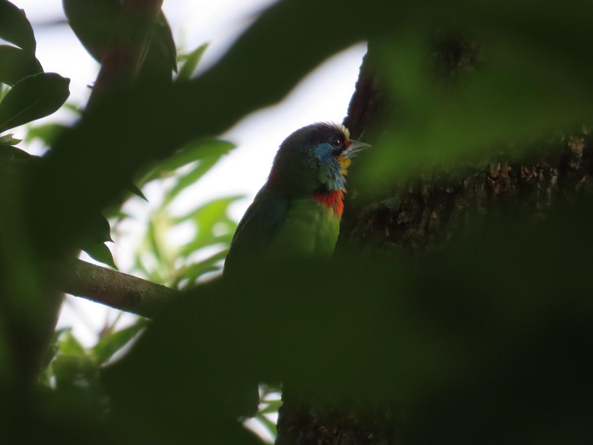 Barbu de Formose - ML647176118