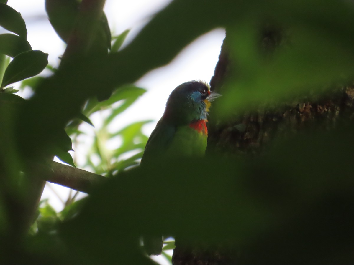 Barbu de Formose - ML647176120