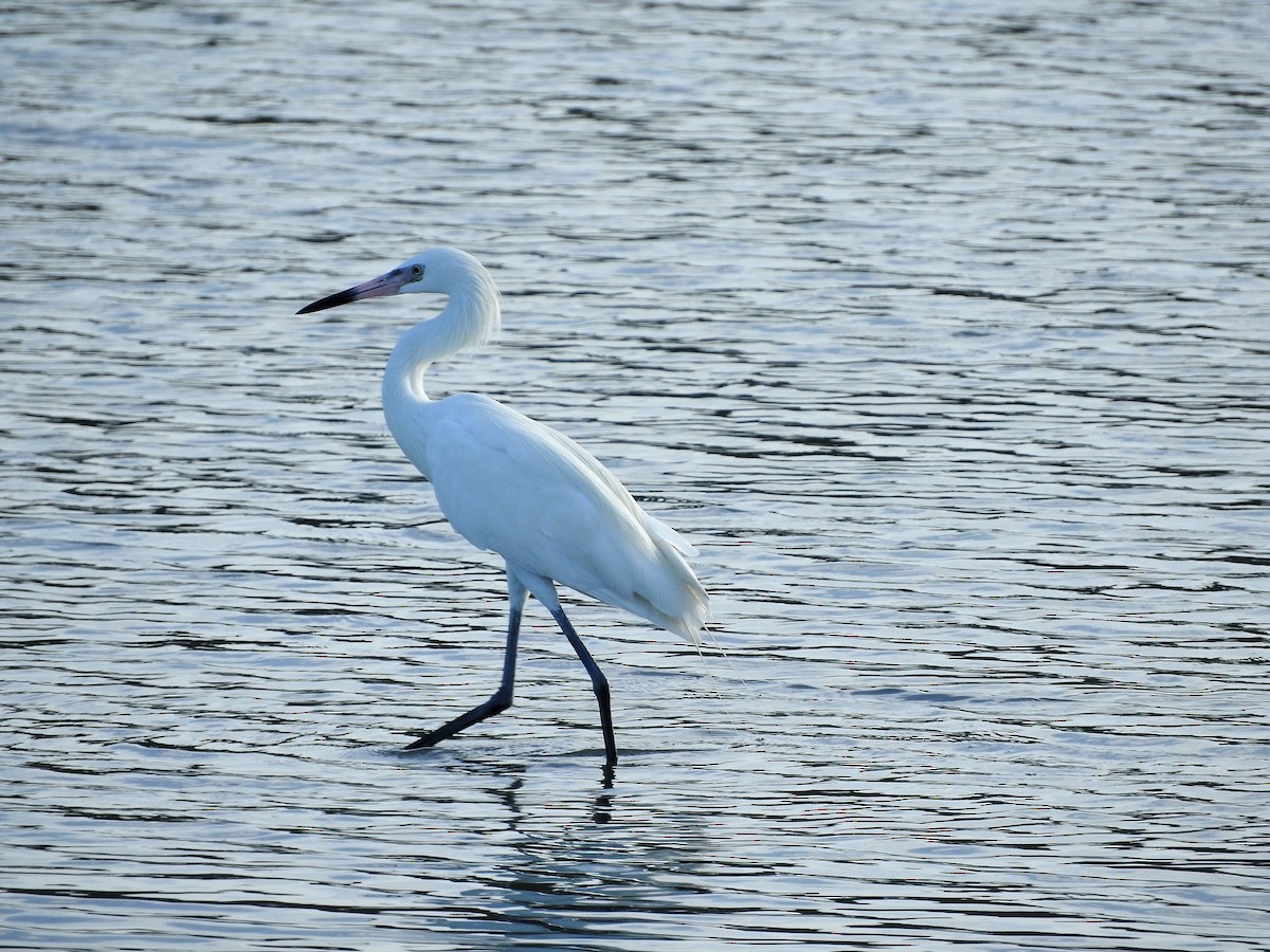 Aigrette roussâtre - ML647176122
