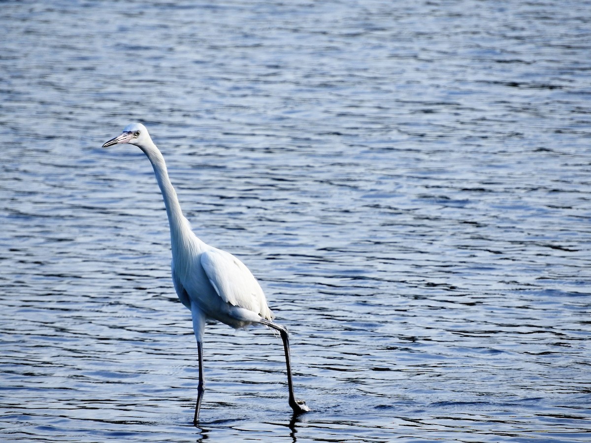 Aigrette bleue - ML647176123