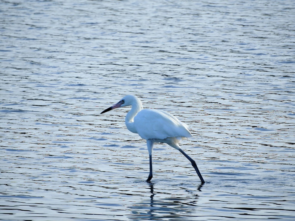 Aigrette bleue - ML647176124