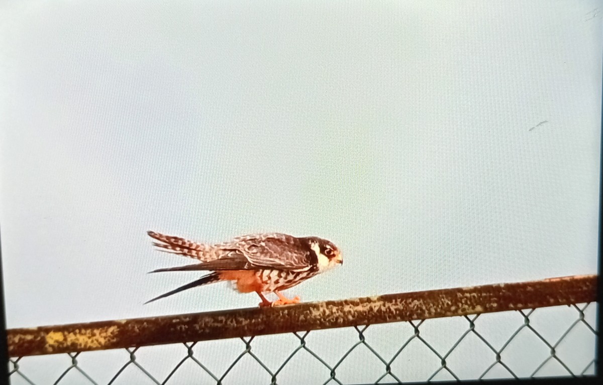 Faucon de l'Amour - ML647176126