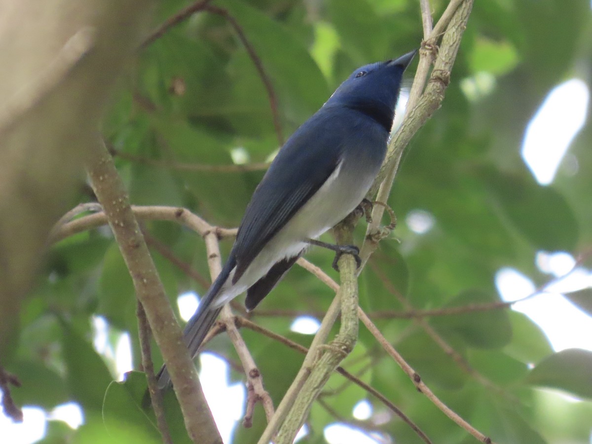 Tchitrec azuré - ML647176127