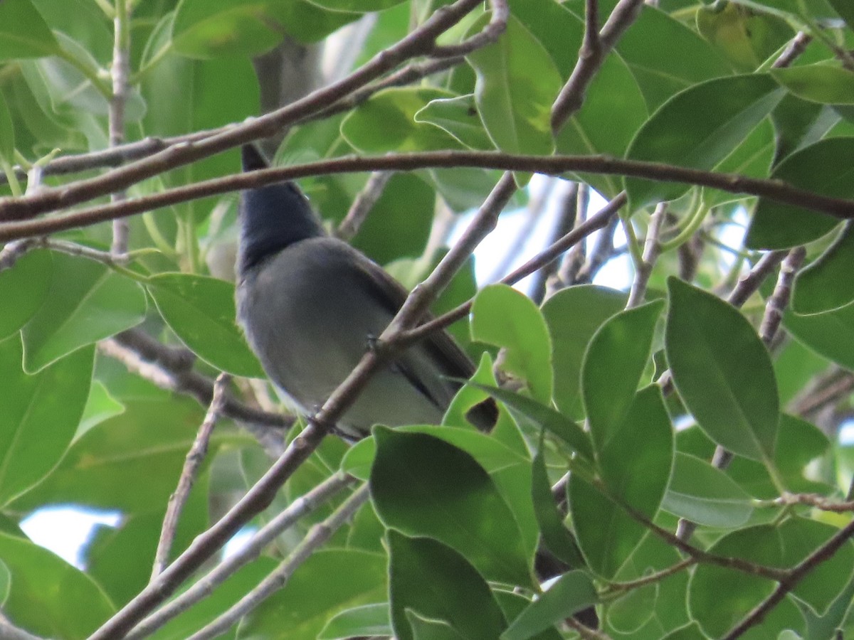 Tchitrec azuré - ML647176128