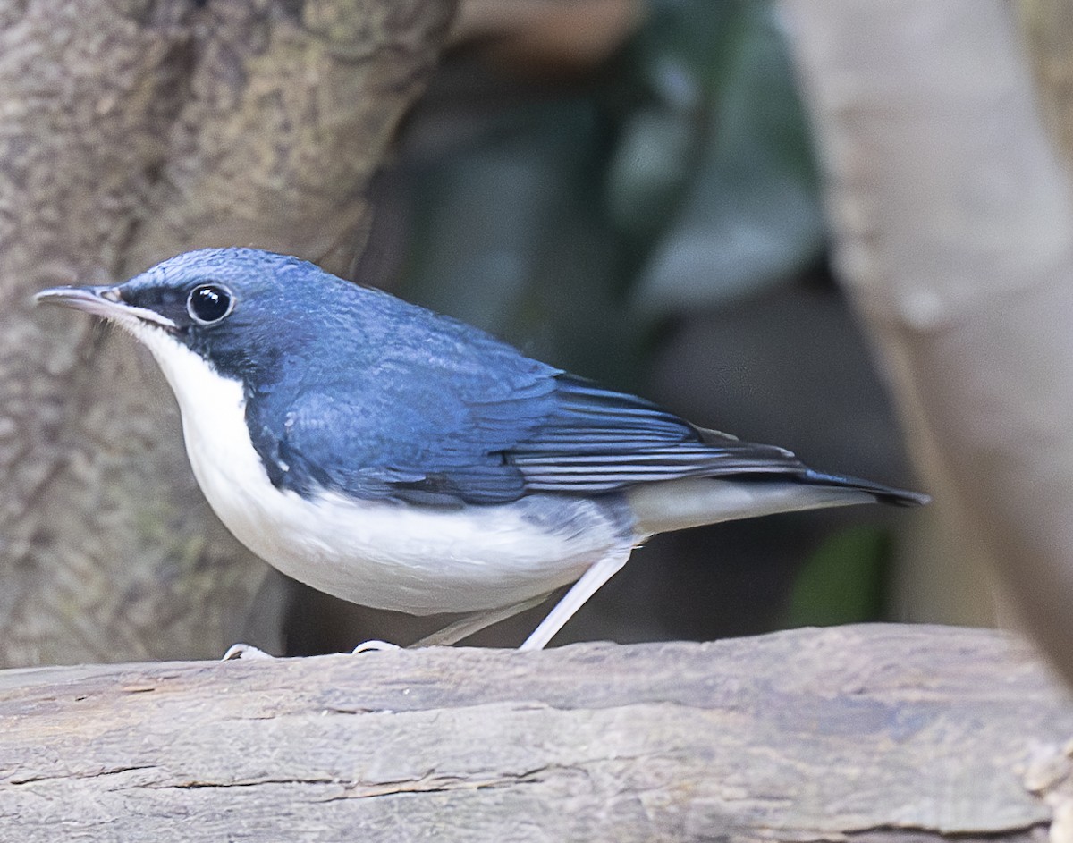 Rossignol bleu - ML647176130